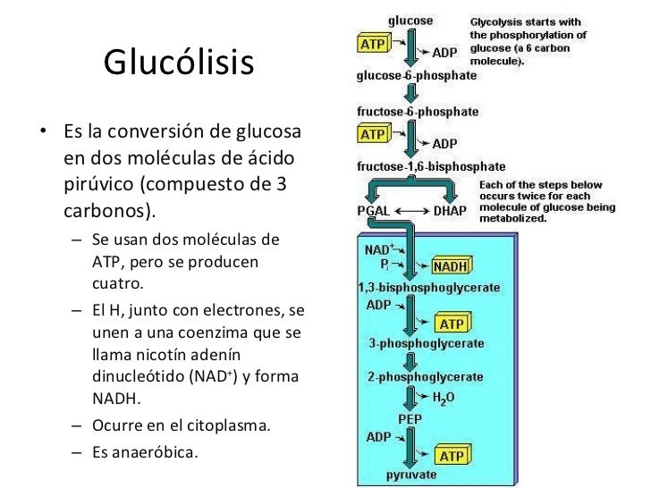Glucólisis